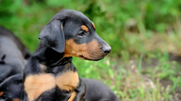 La UE da un paso histórico: prohibido cortar las orejas o la cola de perros y gatos por estética