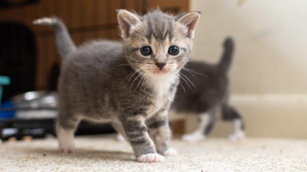 La UE prohíbe cortar orejas y colas a perros y gatos por estética en una ley histórica - Las razones detrás del fin del corte de orejas y colas en perros y gatos