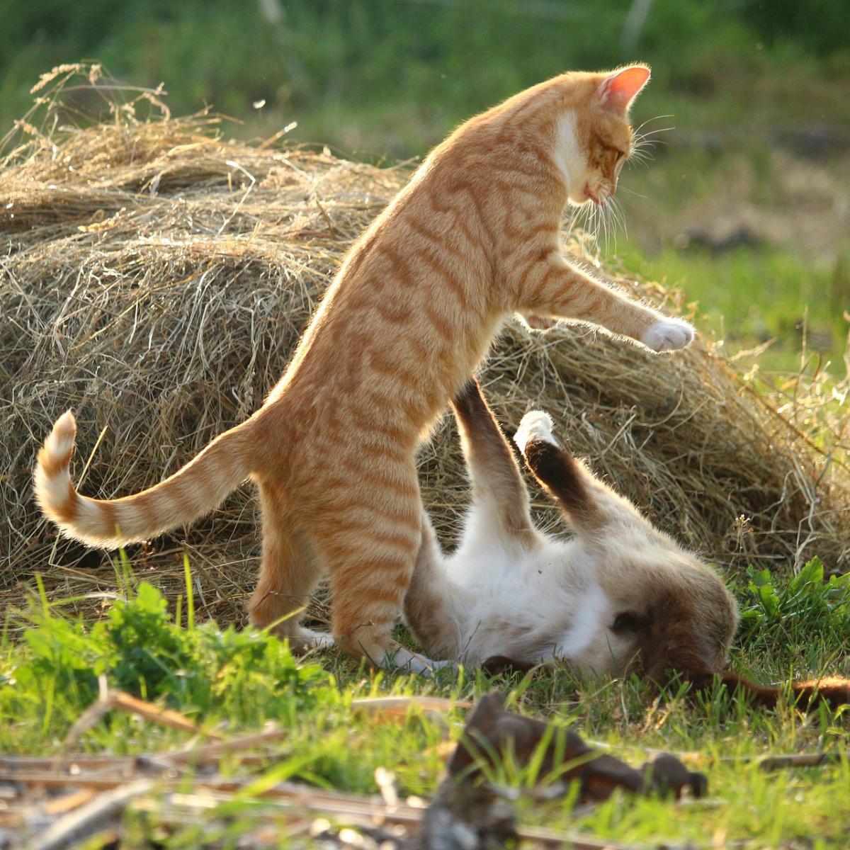 ¿Por qué mi gato es muy agresivo con otros gatos?