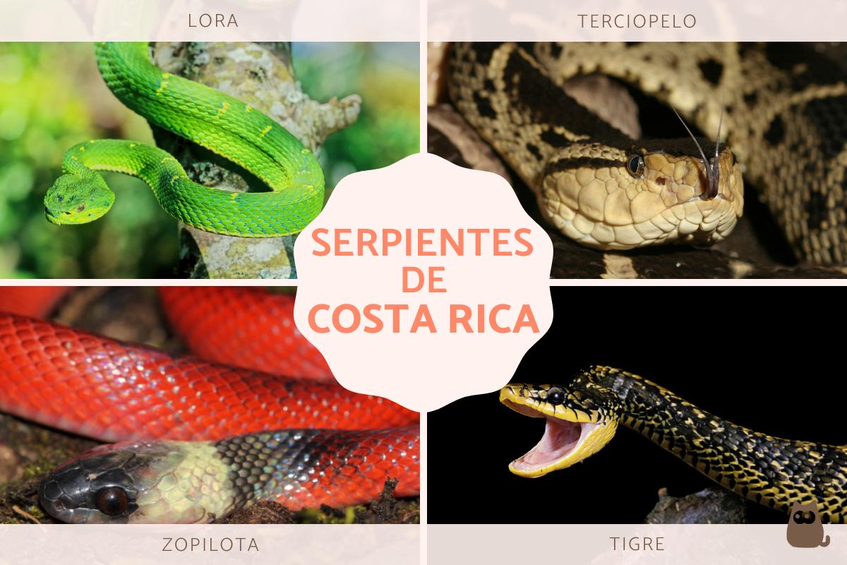 Serpientes de Costa Rica
