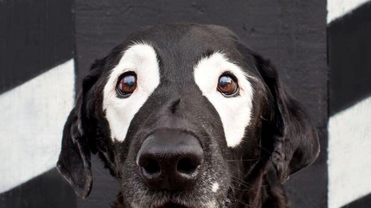 Vitíligo en perros - Síntomas, causas y tratamiento