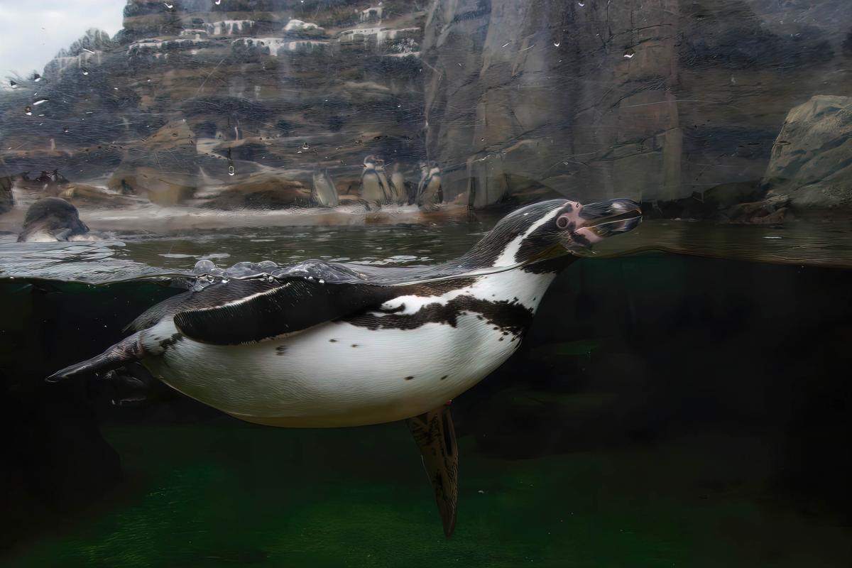 Curiosidades de los pingüinos