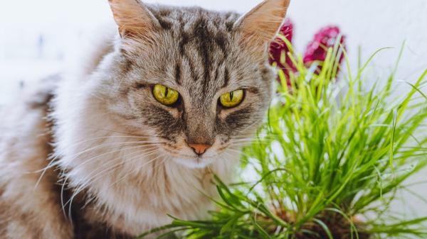 Ni hierba gatera ni catnip: esta es la planta que los gatos prefieren de verdad, según un estudio japonés - La química explica por qué los gatos se vuelven locos con estas plantas