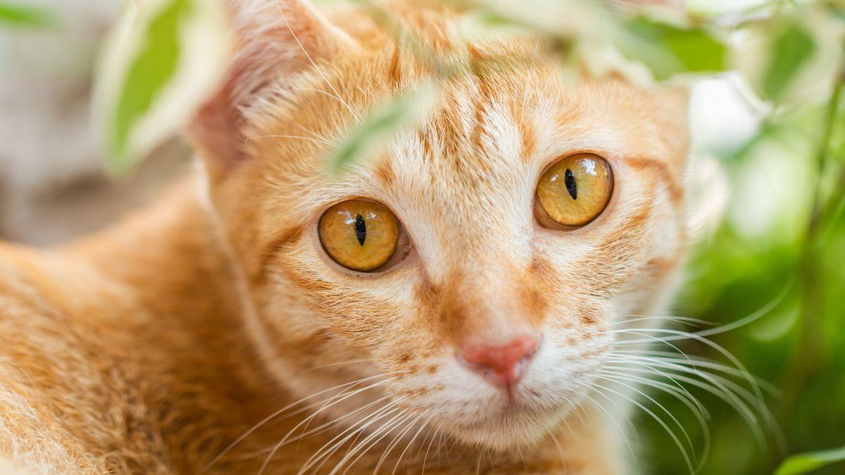 Ni hierba gatera ni catnip: esta es la planta que los gatos prefieren de verdad, según un estudio japonés