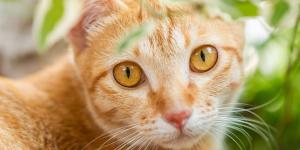 Ni hierba gatera ni catnip: esta es la planta que los gatos prefieren de verdad, según un estudio japonés