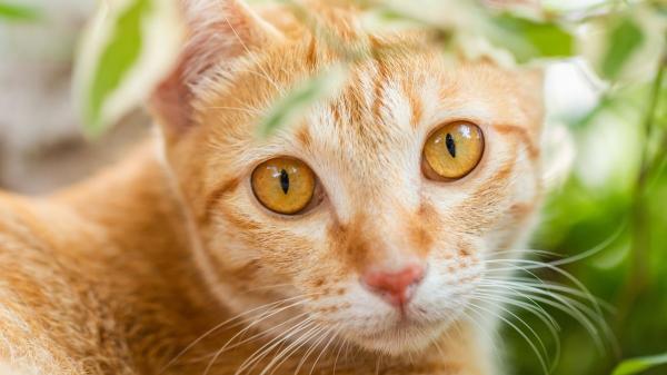 Ni hierba gatera ni catnip: esta es la planta que los gatos prefieren de verdad, según un estudio japonés