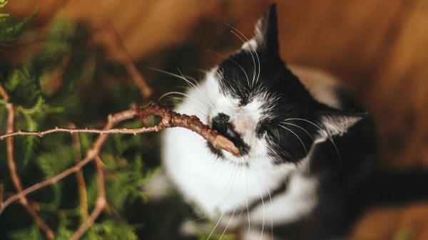 Ni hierba gatera ni catnip: esta es la planta que los gatos prefieren de verdad, según un estudio japonés - Qué recomiendan los expertos para usar el silver vine sin riesgos