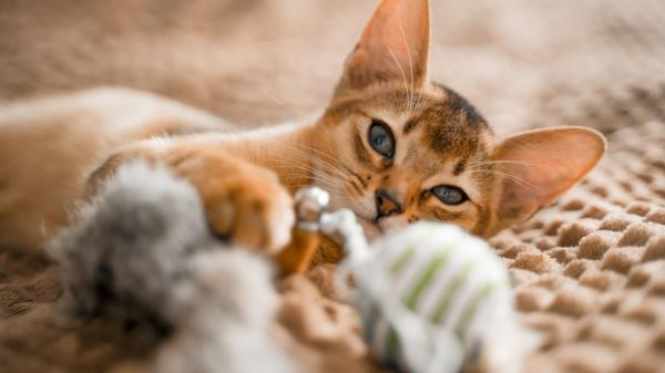 Ni hierba gatera ni catnip: esta es la planta que los gatos prefieren de verdad, según un estudio japonés - Una tendencia que cuestiona el dominio del catnip en Europa