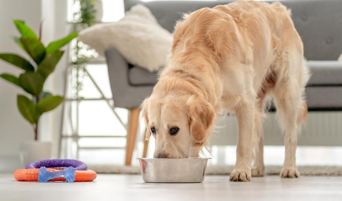 ¿Cómo influye la alimentación en la salud de los perros?