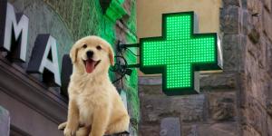 Confirmado por la Ley de Bienestar Animal: tu perro puede entrar en algunos comercios, pero no siempre en farmacias