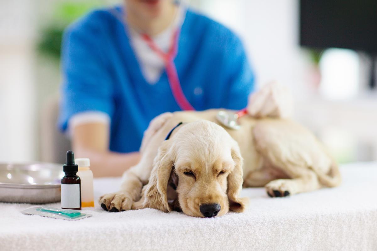 Nueva ley PresVet: todo lo que debes saber