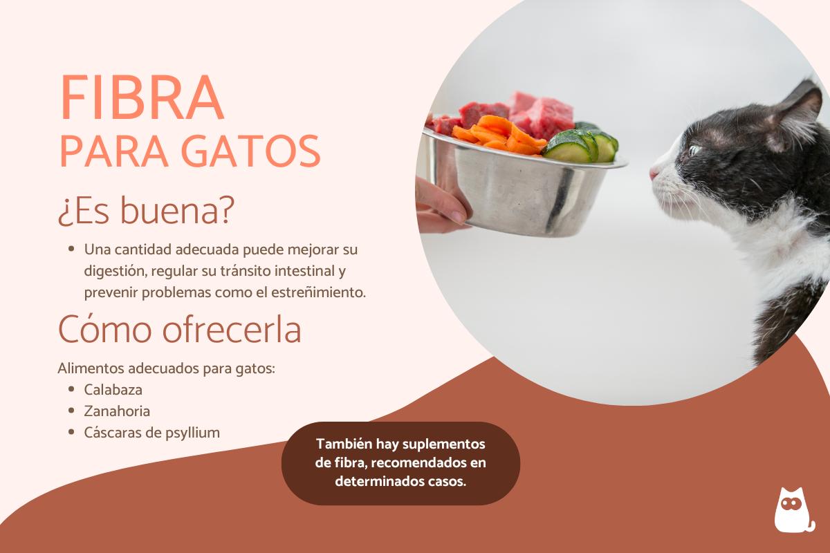 Fibra para gatos: alimentos e importancia
