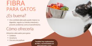 Fibra para gatos: alimentos e importancia