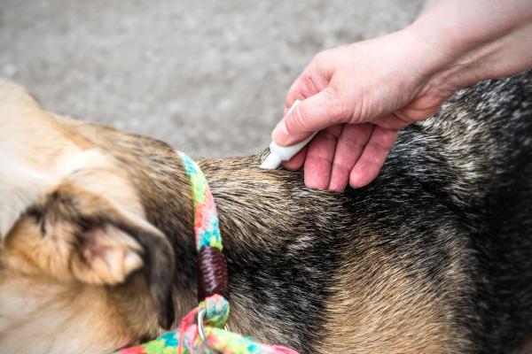 ¿Puedo tocar a mi perro después de la pipeta? - ¿Cuánto tiempo tarda en secarse la pipeta?