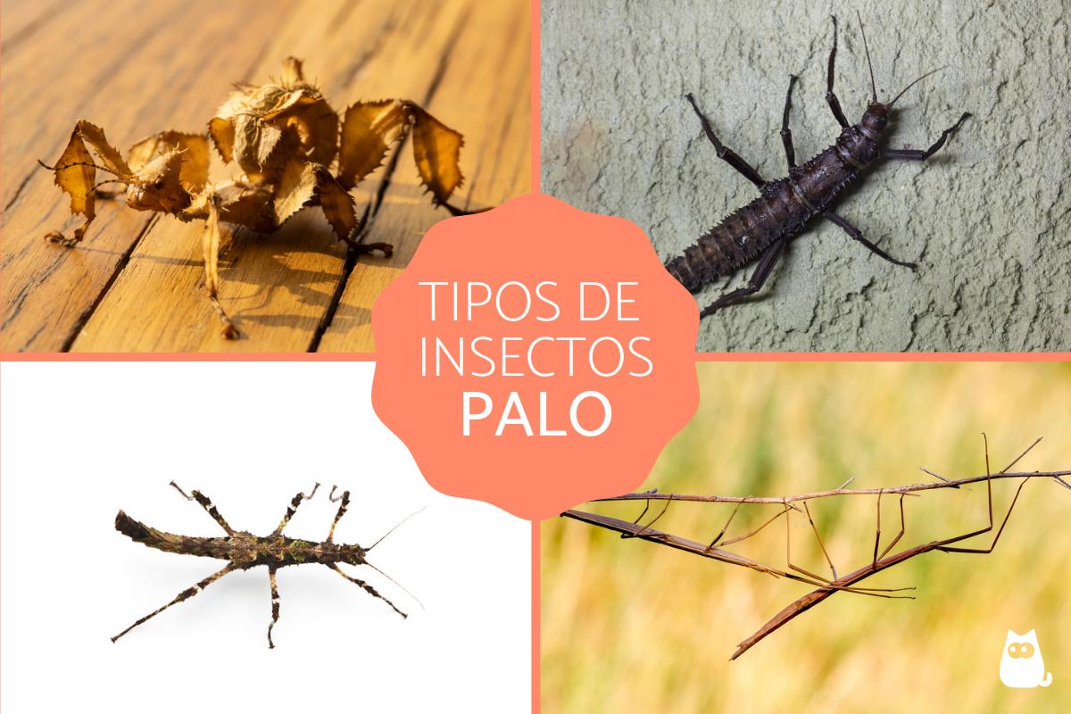 Insectos palo - Tipos, características, reproducción y hábitat