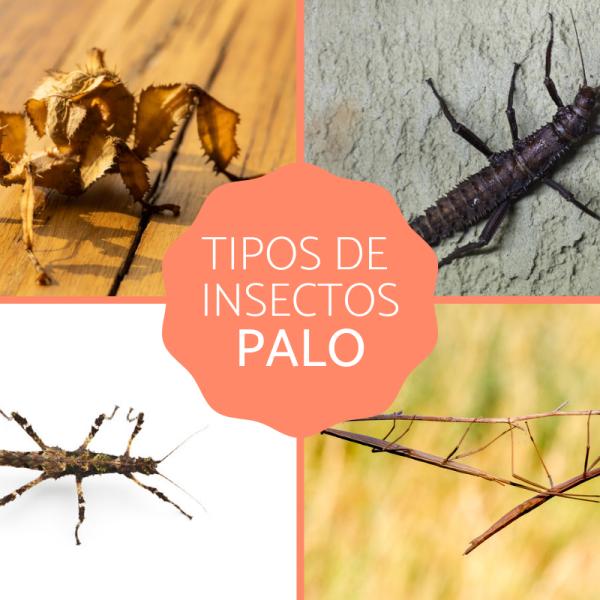 Planta Que Se Alimenta De Insectos Y Su Nombre