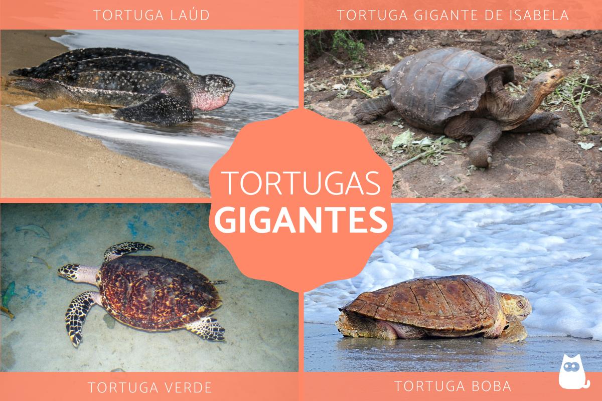 Las tortugas más grandes del mundo