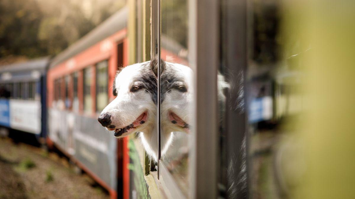Ni cachorros ni perros PPP: qué animales no pueden viajar sin transportín en los trenes de Renfe