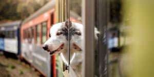 Ni cachorros ni perros PPP: qué animales no pueden viajar sin transportín en los trenes de Renfe