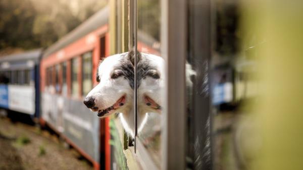 Ni cachorros ni perros PPP: qué animales no pueden viajar sin transportín en los trenes de Renfe