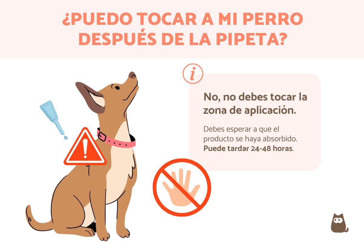 ¿Puedo tocar a mi perro después de la pipeta?