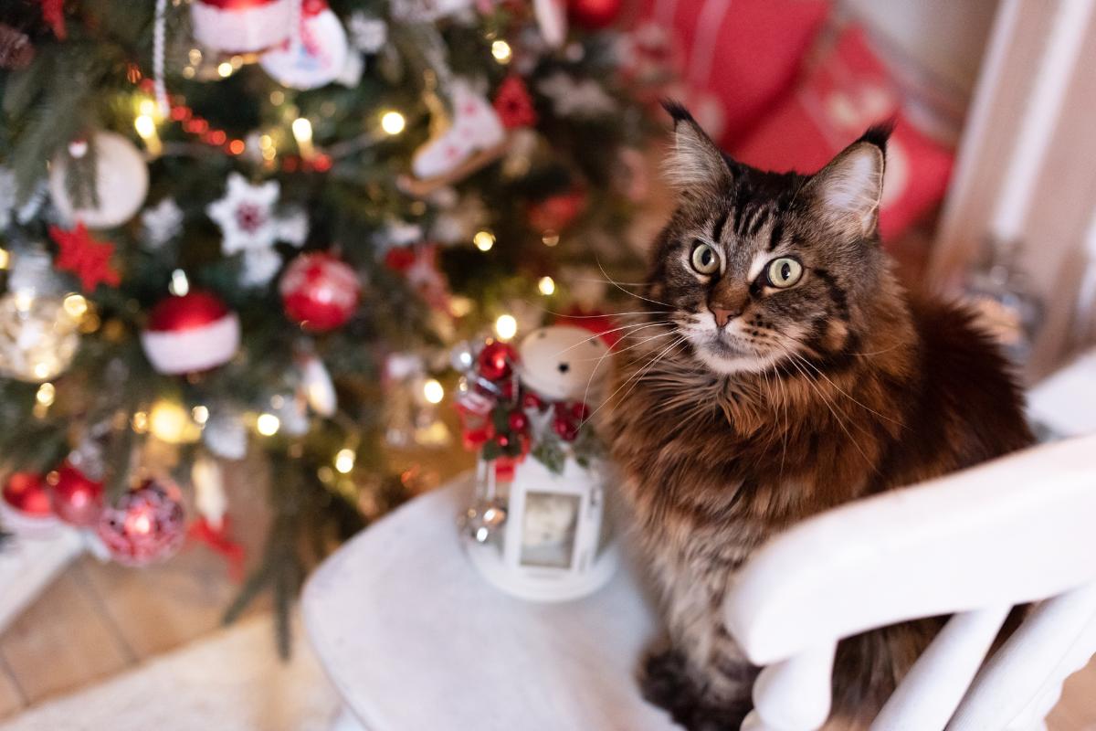 Árbol de Navidad con gatos en casa: ideas originales y seguras