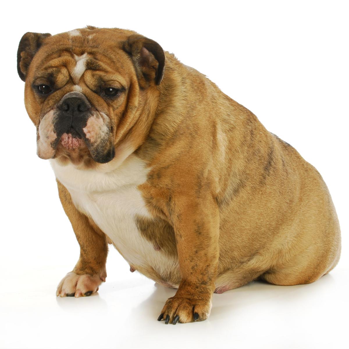 ¿Cómo saber si mi perra necesita cesárea?