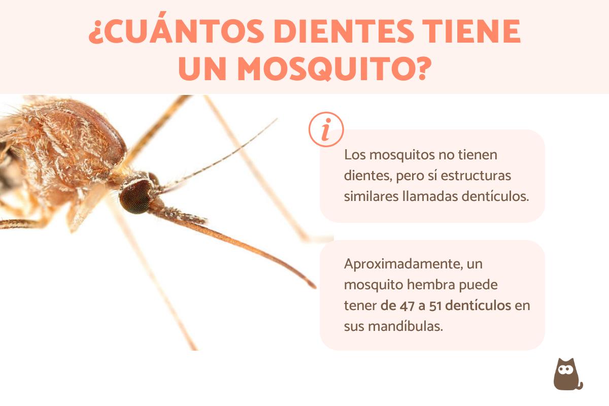 ¿Cuántos dientes tiene un mosquito?