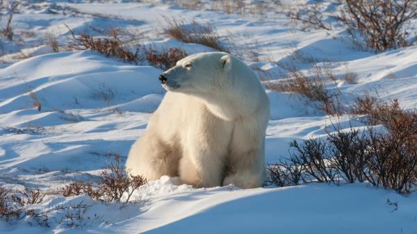 Noruega multa con más de 4.000 euros a un turista por despertar a un oso polar con una sirena marítima - El ruido puede obligar al oso a gastar una energía que necesita para sobrevivir