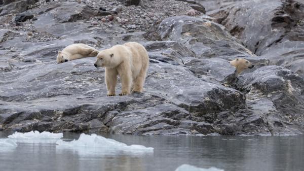 Noruega multa con más de 4.000 euros a un turista por despertar a un oso polar con una sirena marítima - Encontró a un oso polar descansando y decidió despertarlo con la sirena del barco