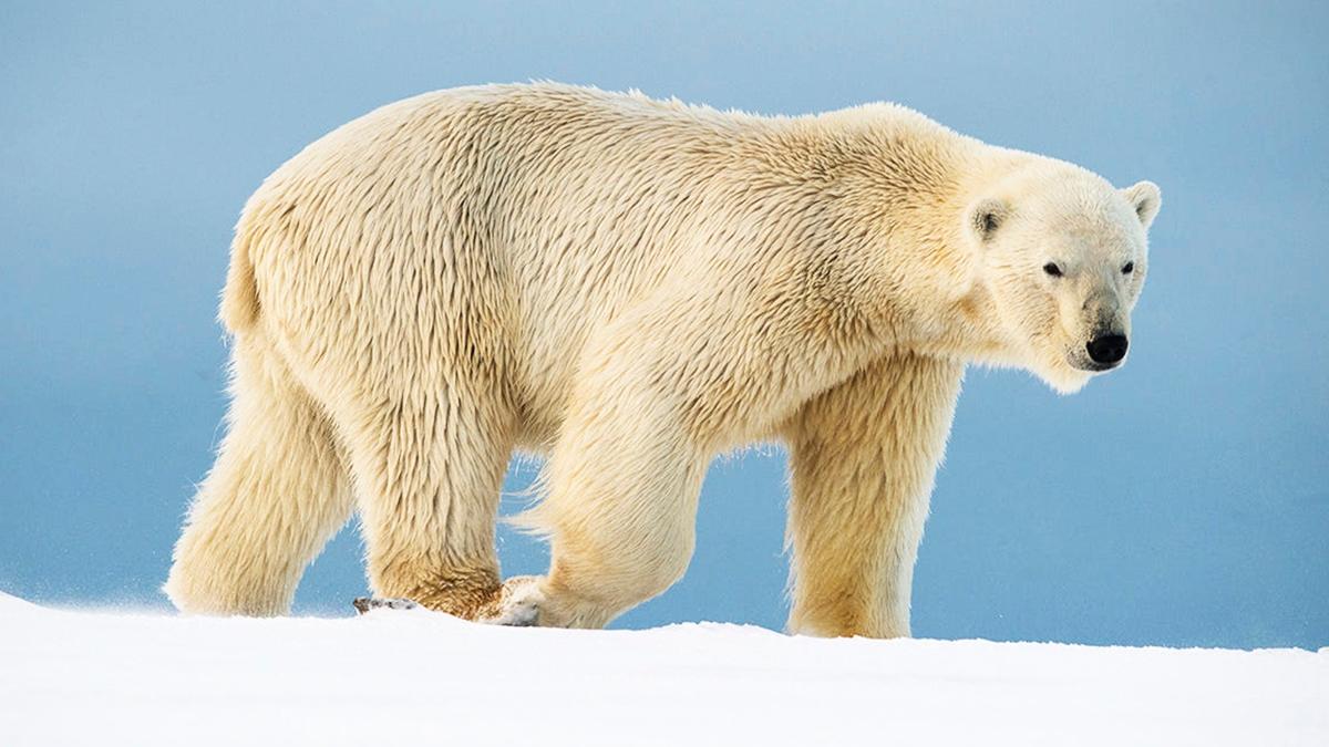 Noruega multa con más de 4.000 euros a un turista por despertar a un oso polar con una sirena marítima