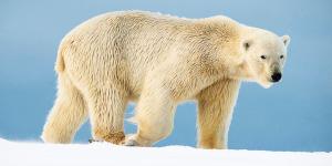 Noruega multa con más de 4.000 euros a un turista por despertar a un oso polar con una sirena marítima