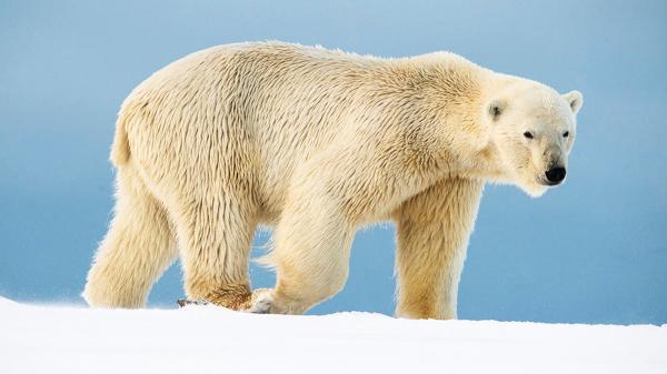 Noruega multa con más de 4.000 euros a un turista por despertar a un oso polar con una sirena marítima