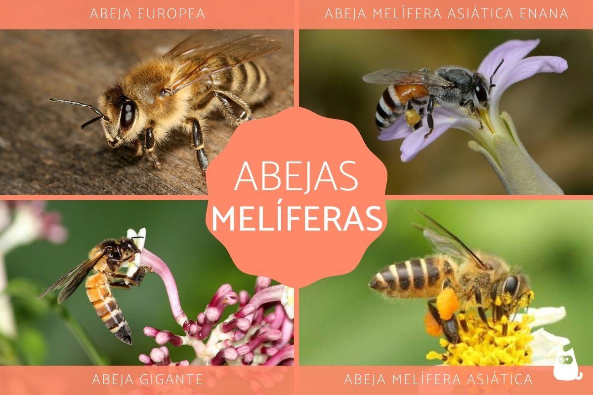 Abejas melíferas - Especies y características