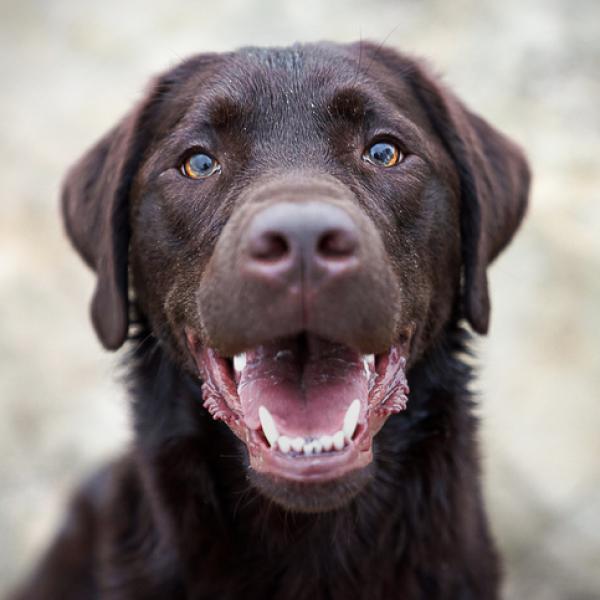 Juegos para labradores shop