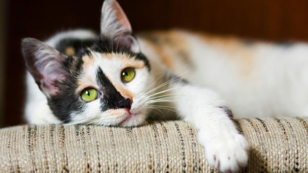 ¿Cuánto tiempo puede estar un gato solo en casa? - Consecuencias de dejar solos a los gatos demasiado tiempo