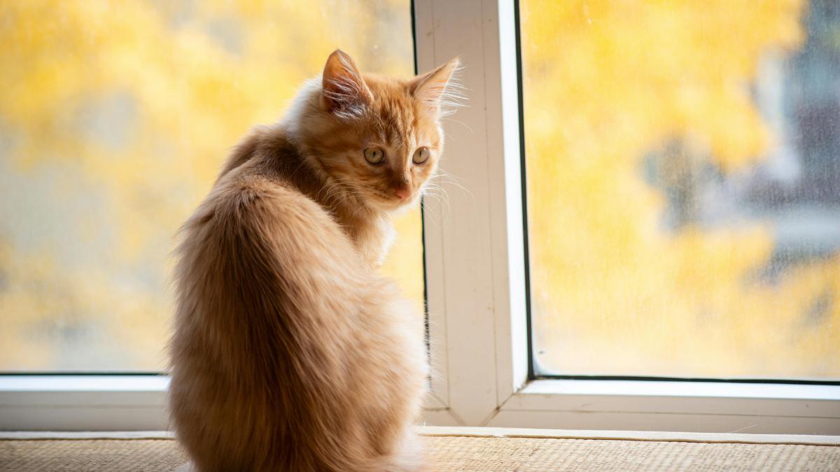 ¿Cuánto tiempo puede estar un gato solo en casa?