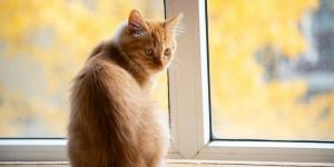 ¿Cuánto tiempo puede estar un gato solo en casa?