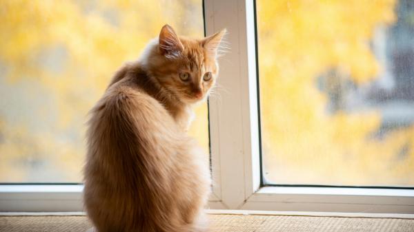 ¿Cuánto tiempo puede estar un gato solo en casa?