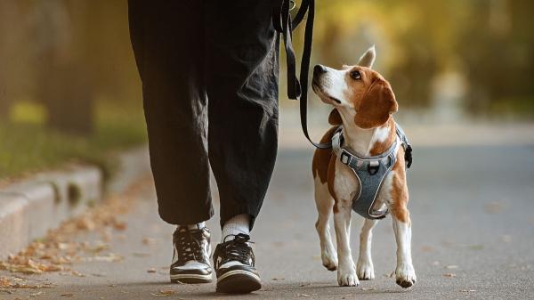 César Millán, experto en comportamiento canino: “Los perros no solo perciben el amor, también pueden sentir tu tristeza, frustración o confusión” - El estrés también puede dejar huella en el perro a largo plazo
