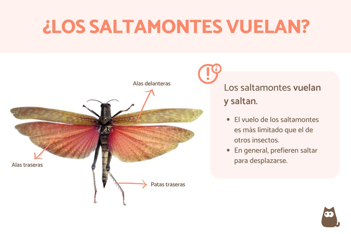 ¿Los saltamontes vuelan?