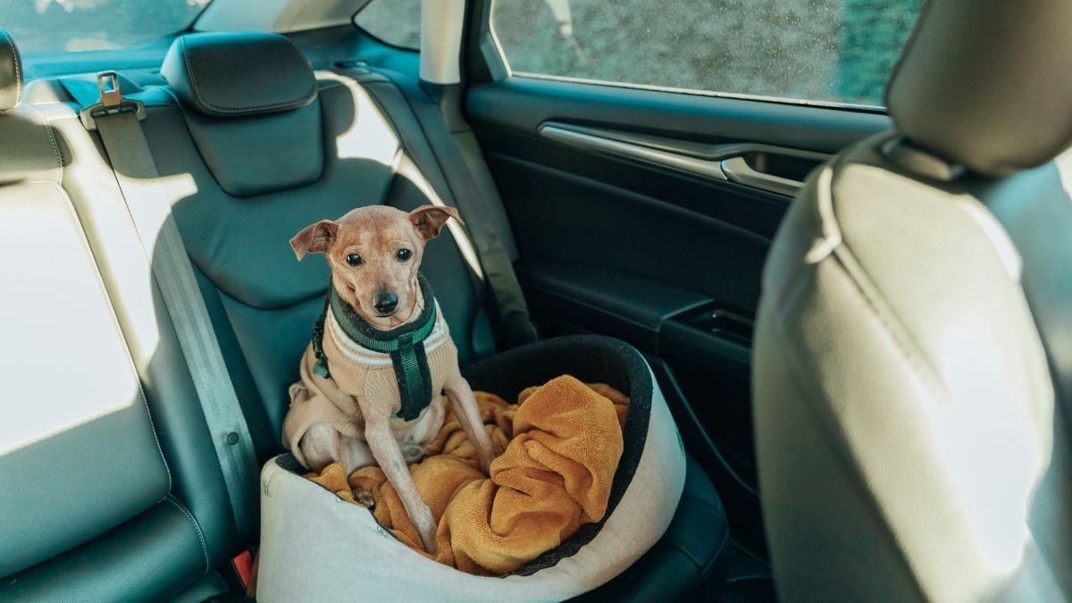 María Besteiros, experta en bienestar animal, aclara cómo debes llevar a tu perro en el coche para evitar que te multen: "Tu perro nunca debe viajar suelto, siempre debe ir con arnés, transportín o rejilla separadora homologada"