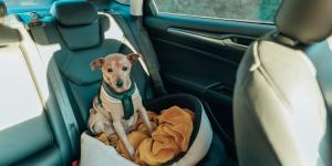 María Besteiros, experta en bienestar animal, aclara cómo debes llevar a tu perro en el coche para evitar que te multen: "Tu perro nunca debe viajar suelto, siempre debe ir con arnés, transportín o rejilla separadora homologada"