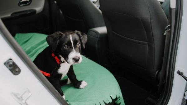 María Besteiros, experta en bienestar animal, aclara cómo debes llevar a tu perro en el coche para evitar que te multen: "Tu perro nunca debe viajar suelto, siempre debe ir con arnés, transportín o rejilla separadora homologada" - Por qué no puedes llevar a tu perro suelto en el coche