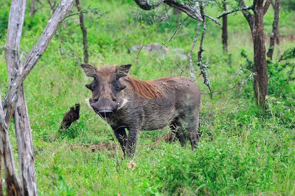¿Qué comen los jabalíes?