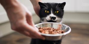 Cómo estimular el apetito de un gato enfermo (y evitar que empeore)