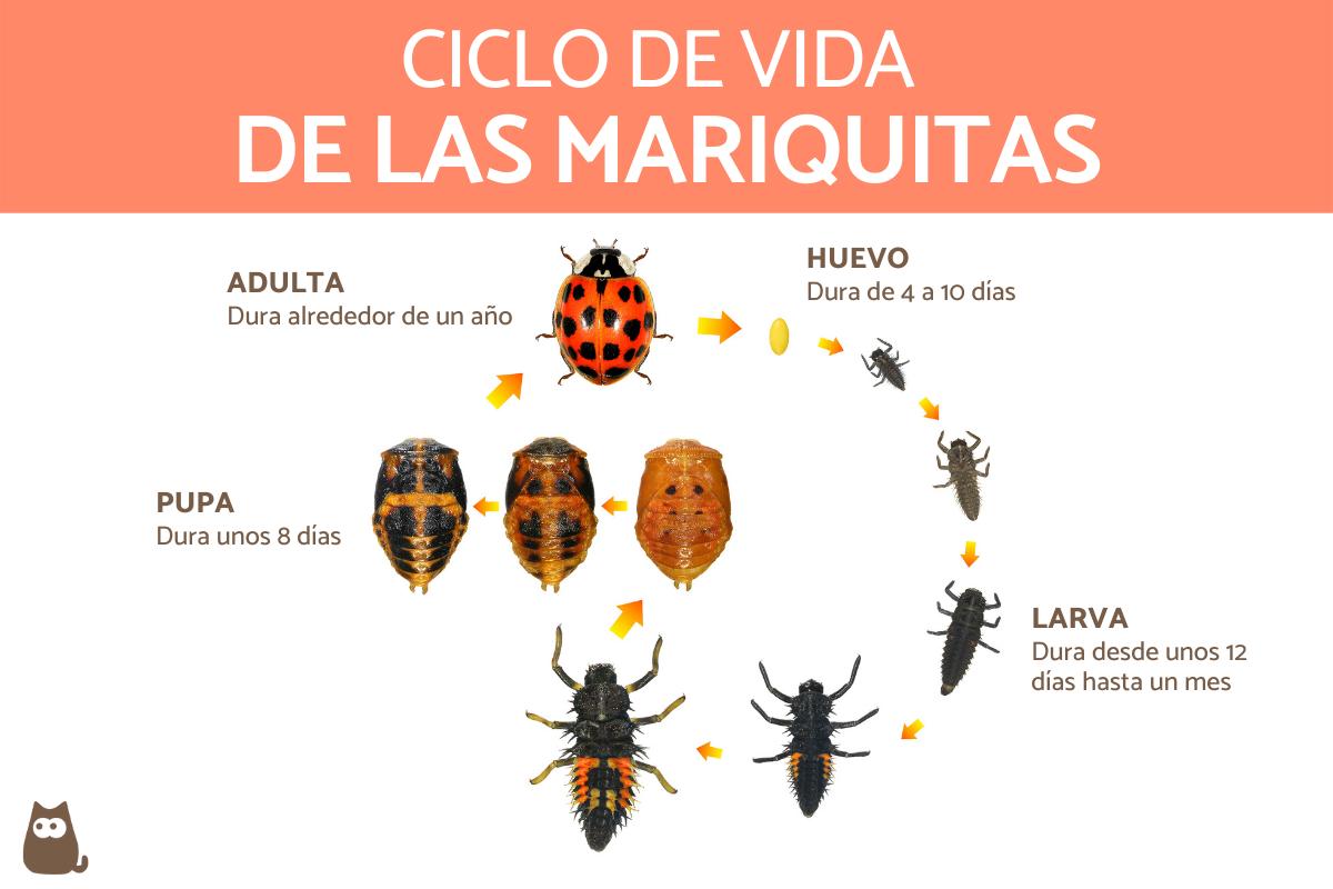 ¿Cuánto vive una mariquita?
