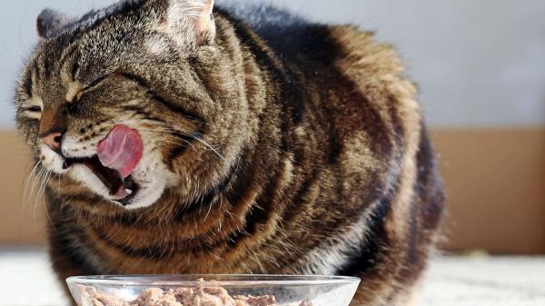 Cómo estimular el apetito de un gato enfermo (y evitar que empeore) - Motivos por los que un gato enfermo pierde el apetito