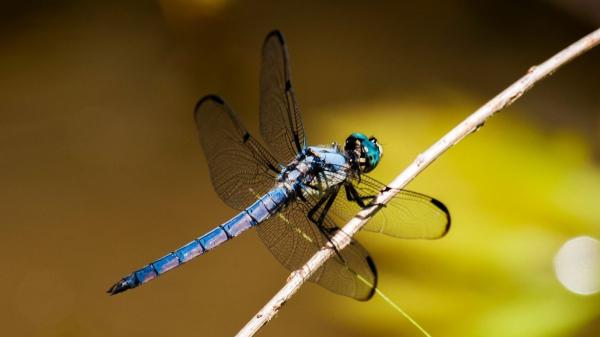 Si ves libélulas volando alrededor de tu casa, esto significa y por qué es positivo - El papel positivo de las libélulas en la naturaleza y en tu hogar