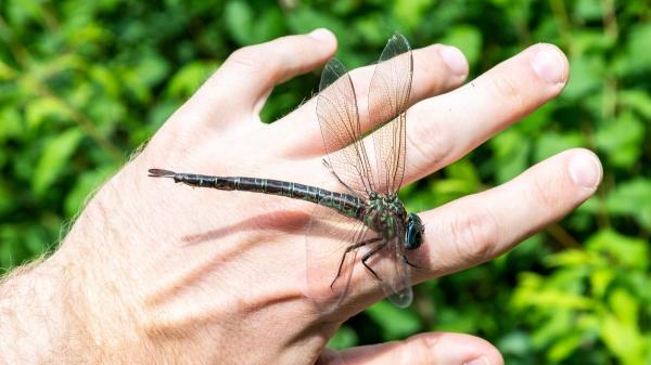 Si ves libélulas volando alrededor de tu casa, esto significa y por qué es positivo - La realidad sobre las libélulas: no son peligrosas